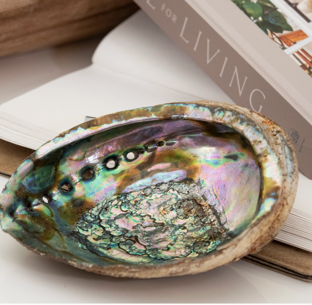 Abalone Shells