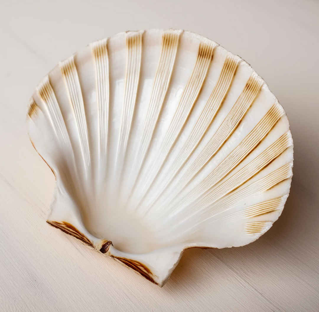 Scallop Shells