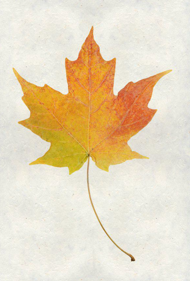 Leaves- assorted framed