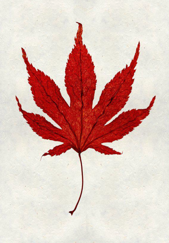 Leaves- assorted framed
