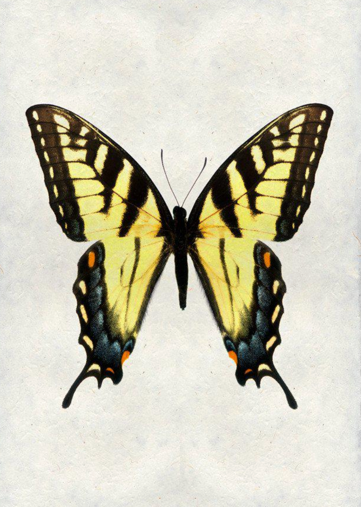 Butterflies- assorted framed and matted