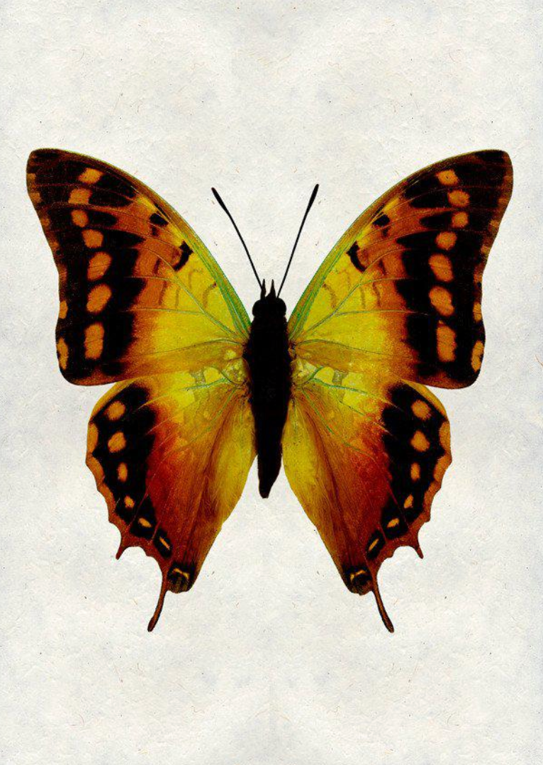 Butterflies- assorted framed and matted