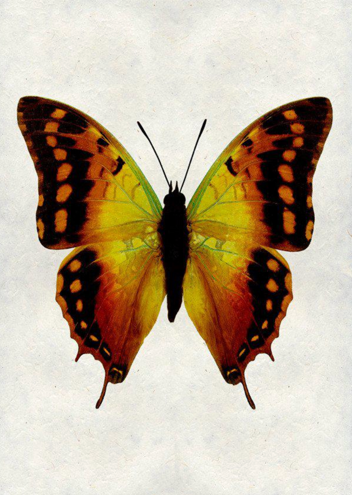 Butterflies- assorted framed and matted